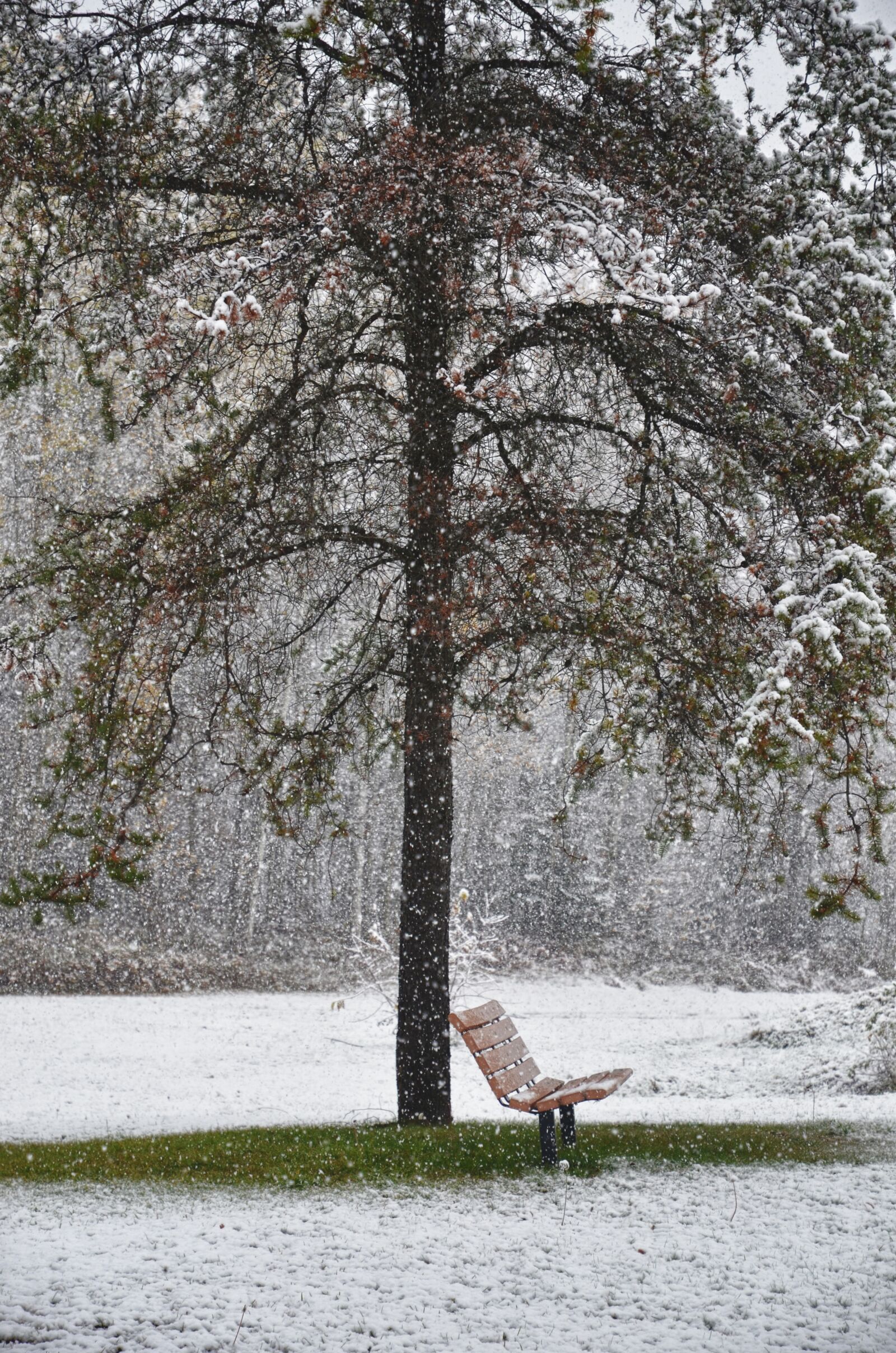 Nikon D7000 sample photo. Bench, winter, tree photography
