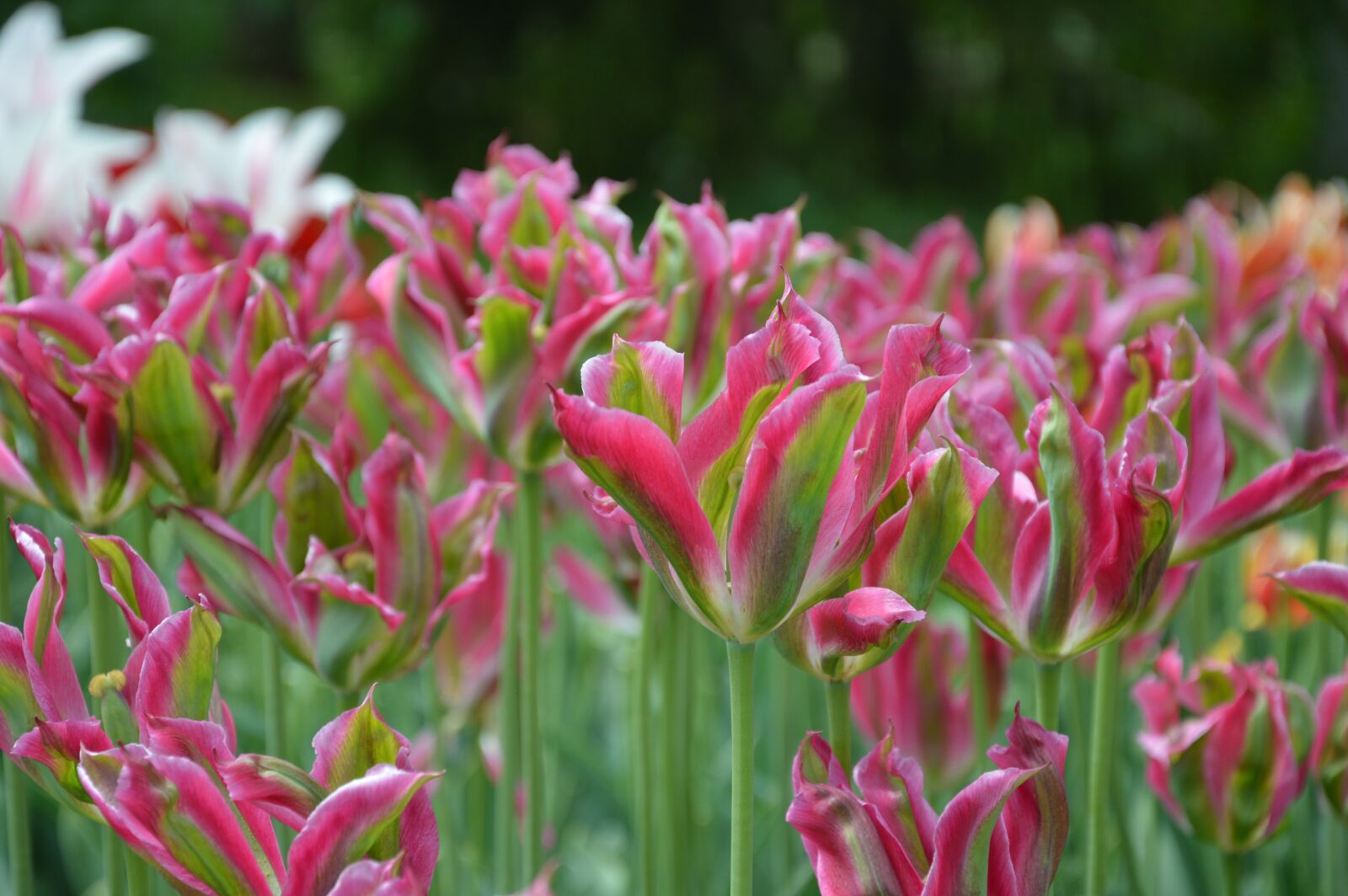 Nikon D3200 sample photo. Tulip, flowers, tulips photography