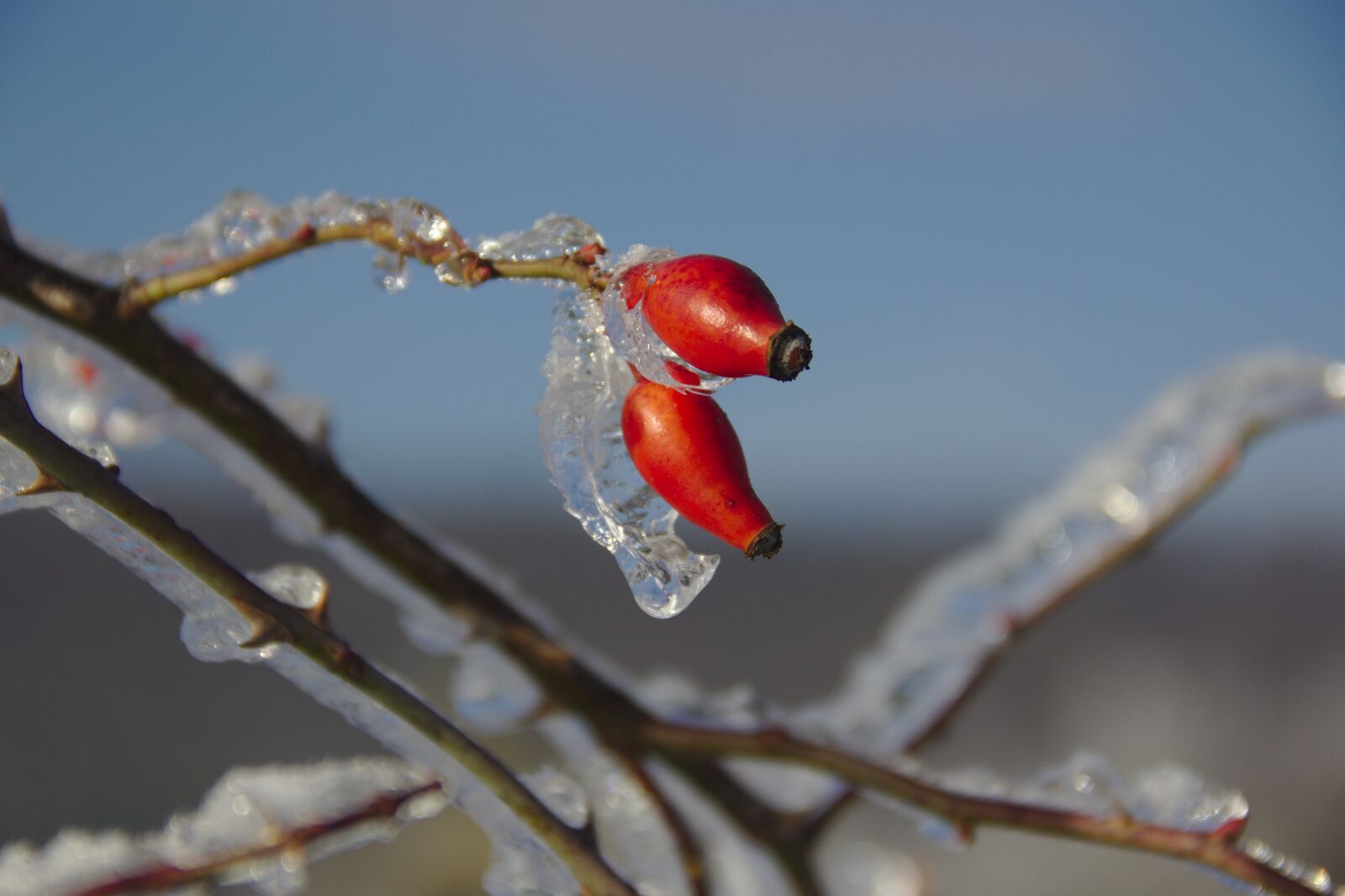 Canon EF-S 18-135mm F3.5-5.6 IS sample photo. Rose hip, winter, wintry photography