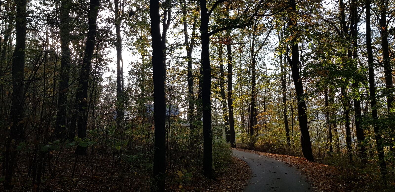 Samsung Galaxy S8 sample photo. Forest, autumn, hiking photography