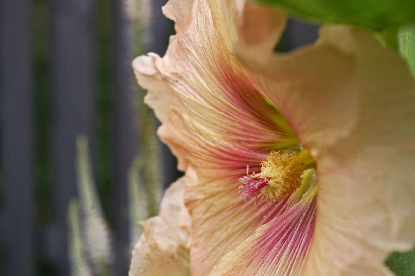 Pentax *ist DL2 sample photo. Stock rose, cottage garden photography