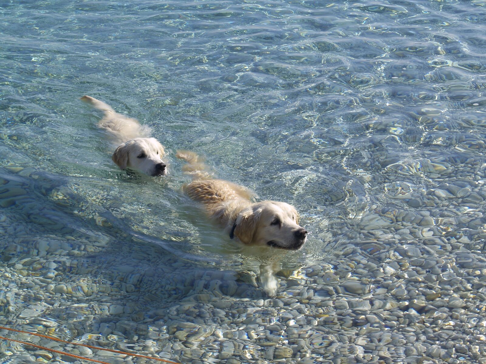 Olympus E-500 (EVOLT E-500) sample photo. Dogs, sea, summer photography