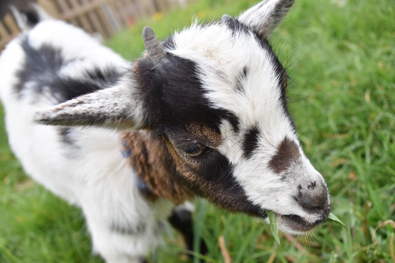 Nikon D5600 sample photo. Goat, kid, goat paquito photography