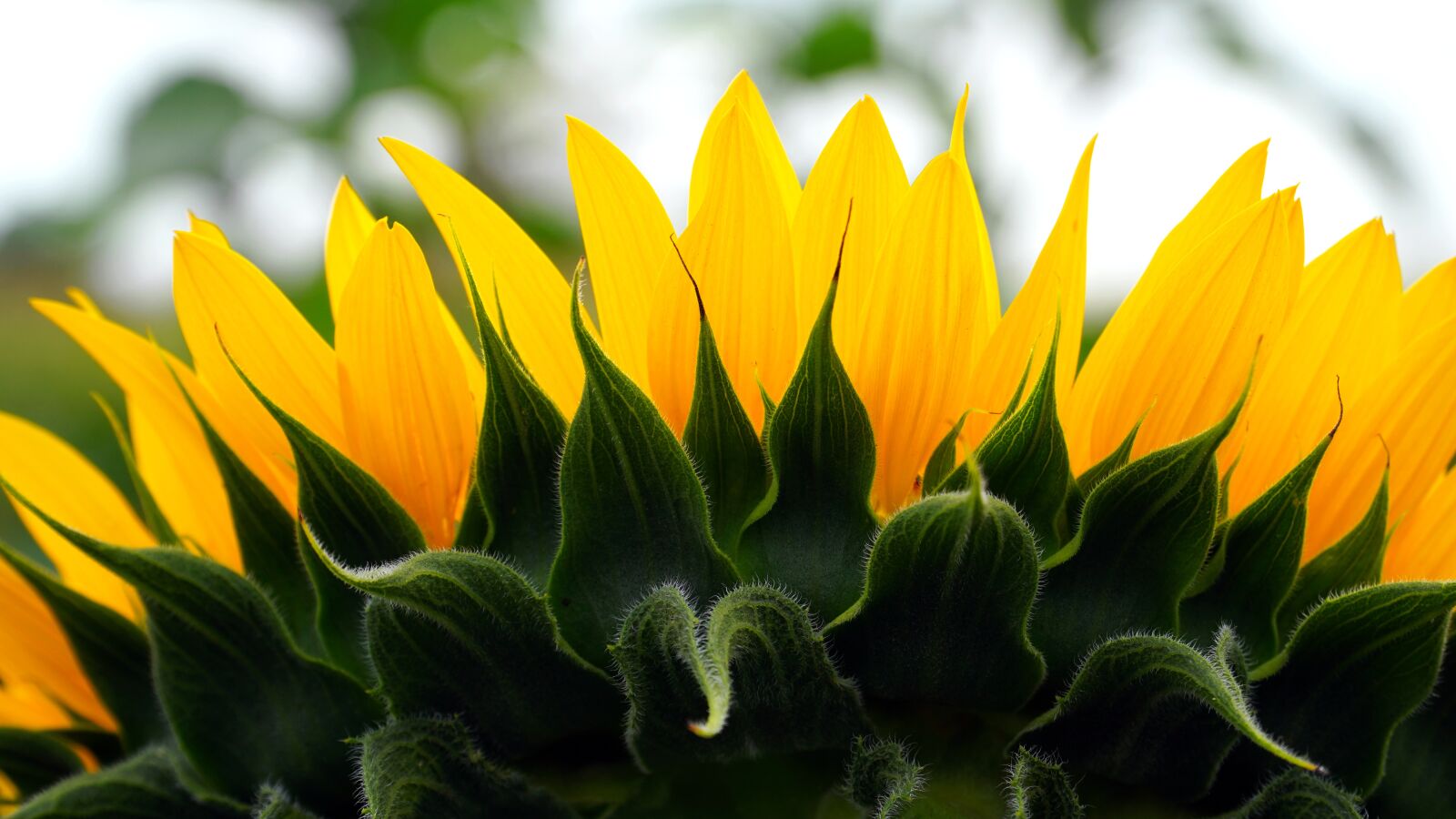 Sony E PZ 18-105mm F4 G OSS sample photo. Flowers, sunflower, blossom photography