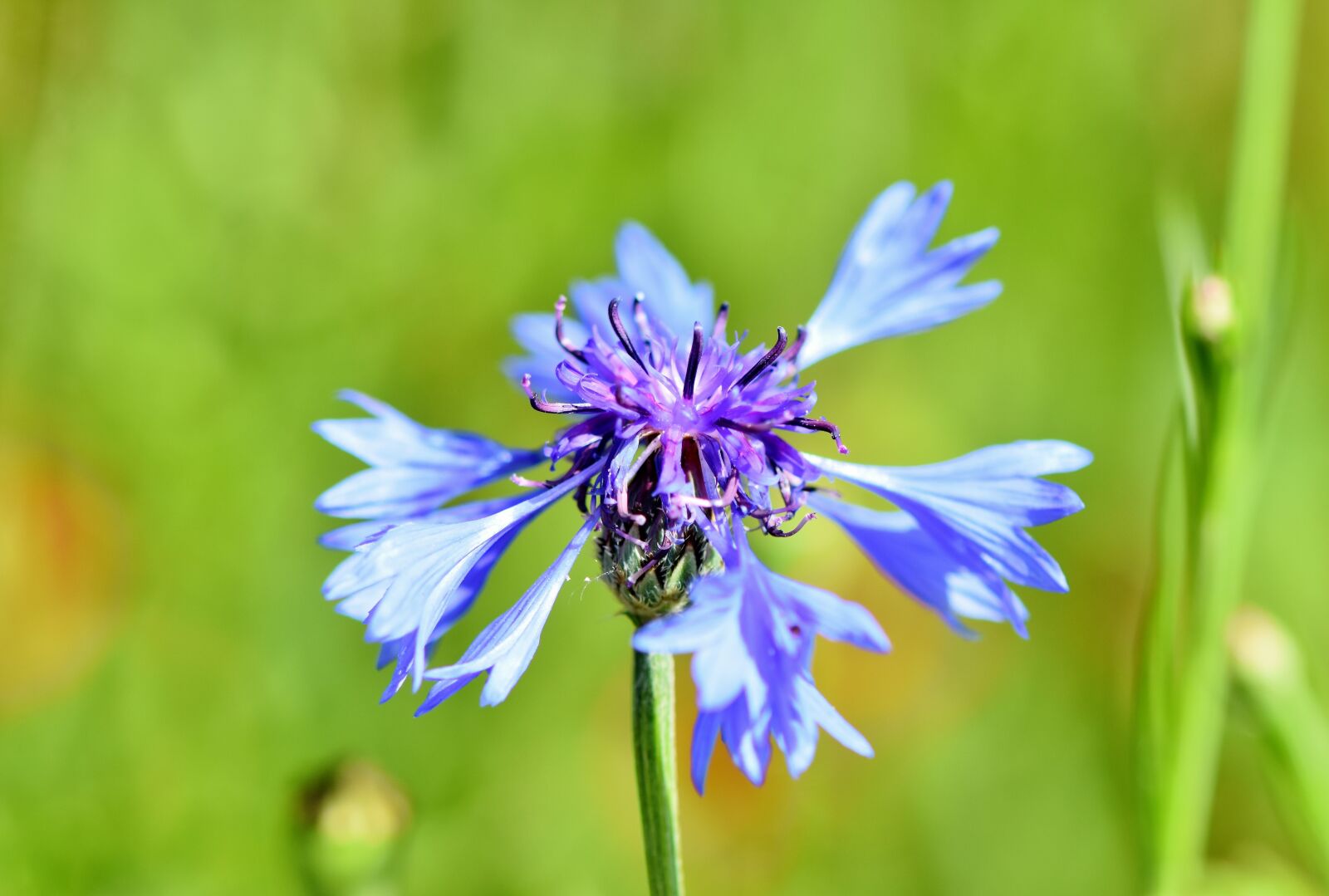 Nikon D7200 sample photo. Alpine cornflower, cornflower, blossom photography