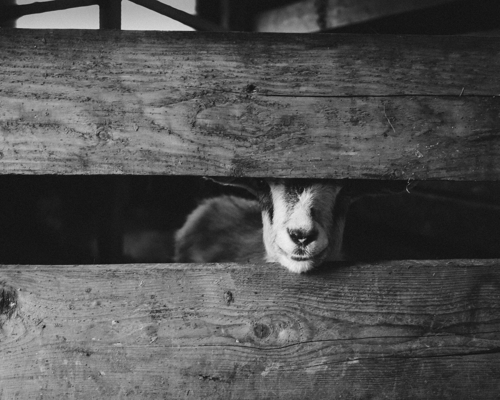 Canon EF 17-40mm F4L USM sample photo. Goat, farm, animal photography