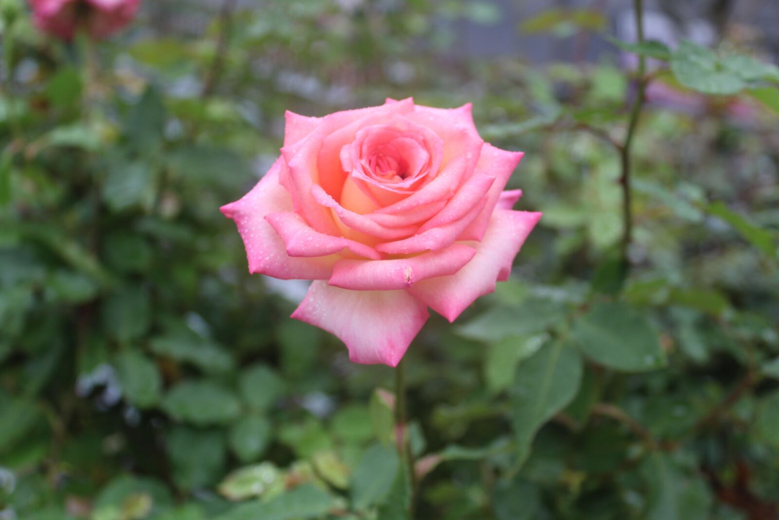 Canon EOS 1300D (EOS Rebel T6 / EOS Kiss X80) sample photo. Flower, nature, flora photography