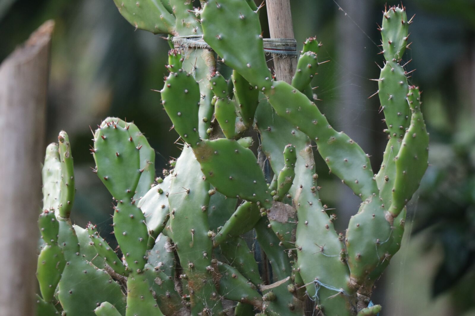 Canon EOS 80D sample photo. Cactus, thorn, plant photography