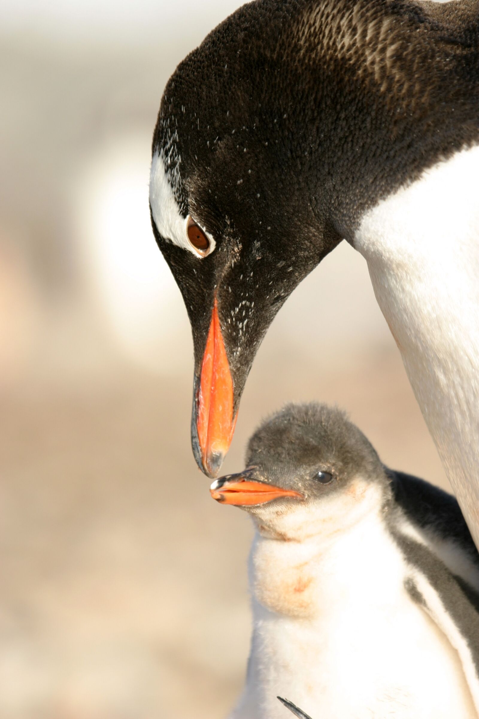 Canon EOS 10D sample photo. Antartica, penguin, animal photography