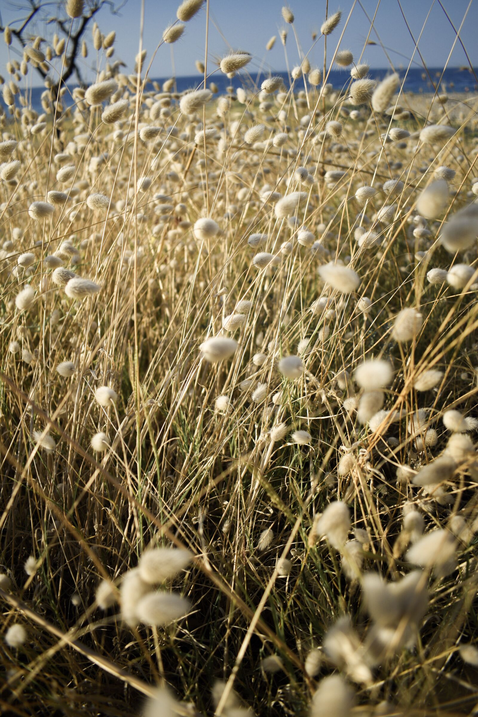 Nikon D3500 sample photo. Green, grass, yellow photography