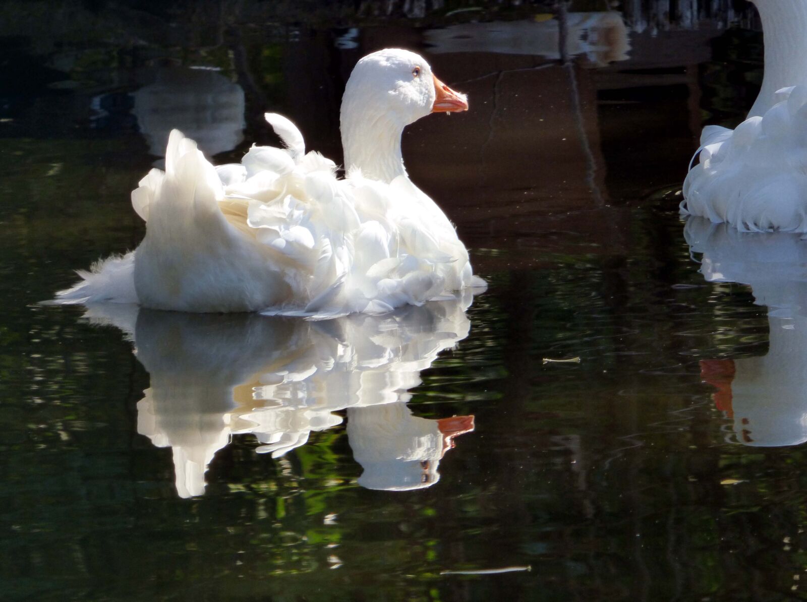 Panasonic DMC-FZ72 sample photo. Duck, reflection, nature photography