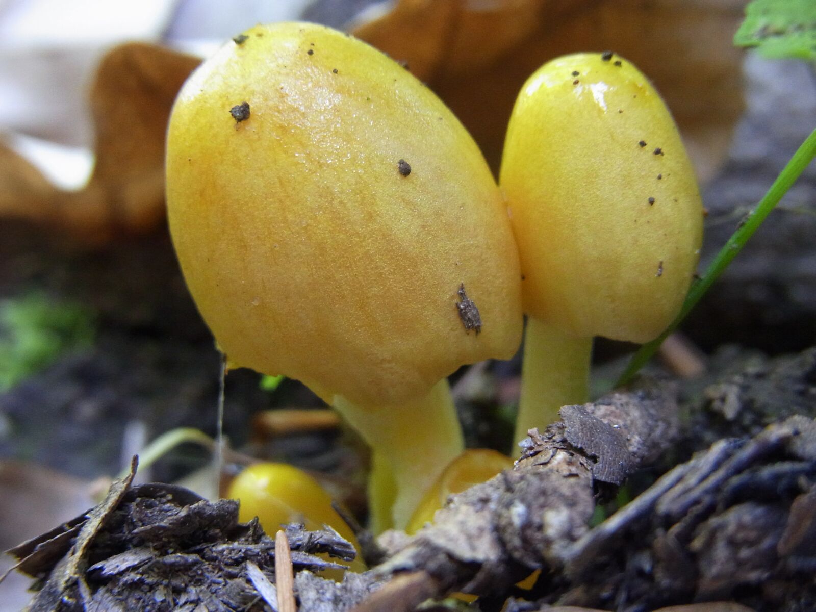 Ricoh CX3 sample photo. Mushrooms, nature, plant photography