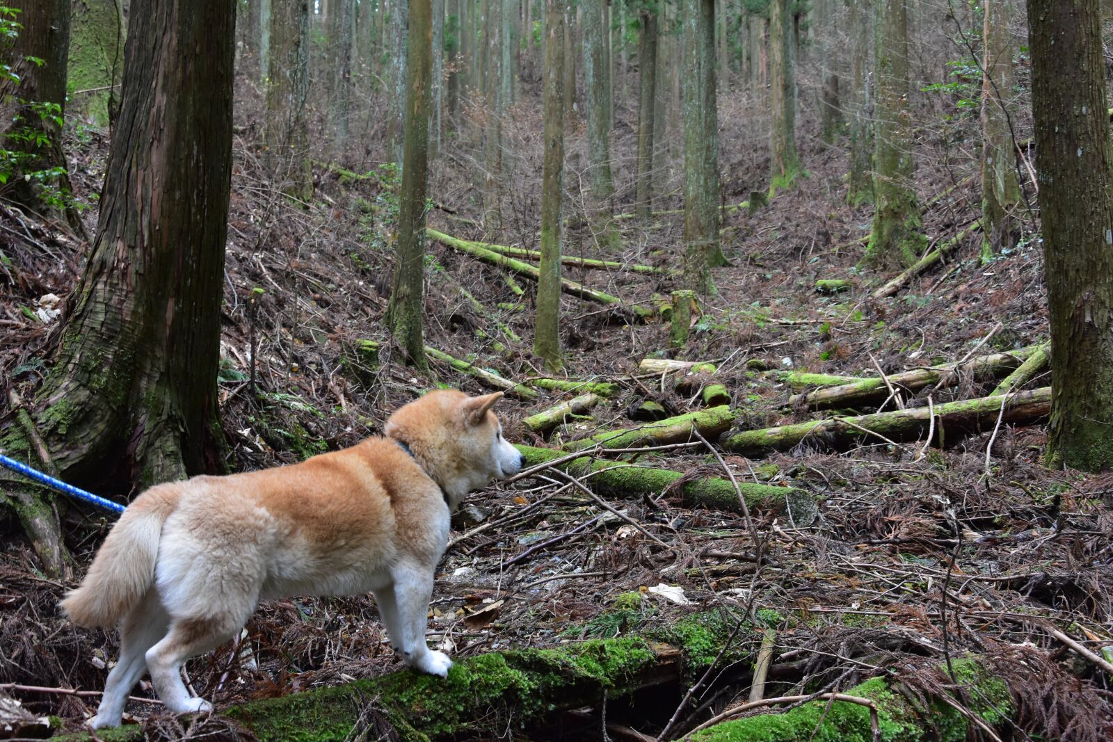 Nikon D3400 sample photo. Japan, mount fuji, shiba photography