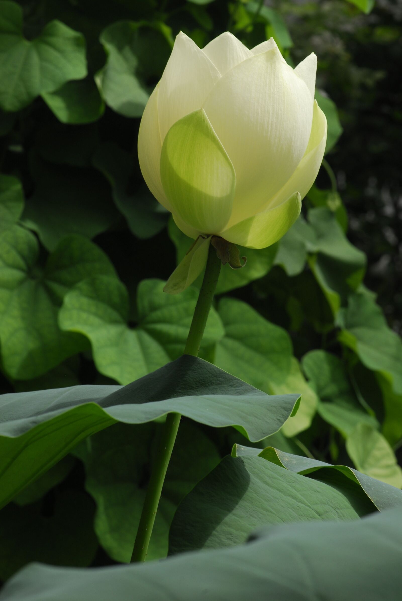 Nikon D200 sample photo. Plant, leaf, flower photography