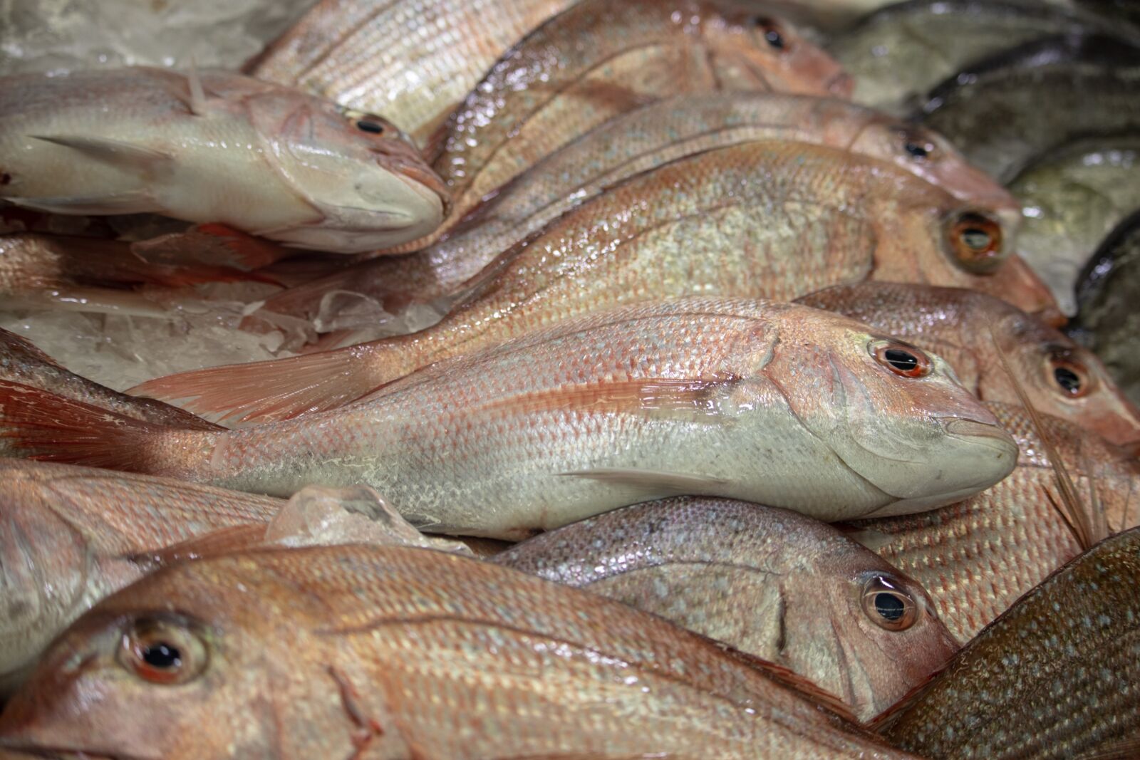 Canon EOS 200D (EOS Rebel SL2 / EOS Kiss X9) sample photo. Fish, market, sydney photography