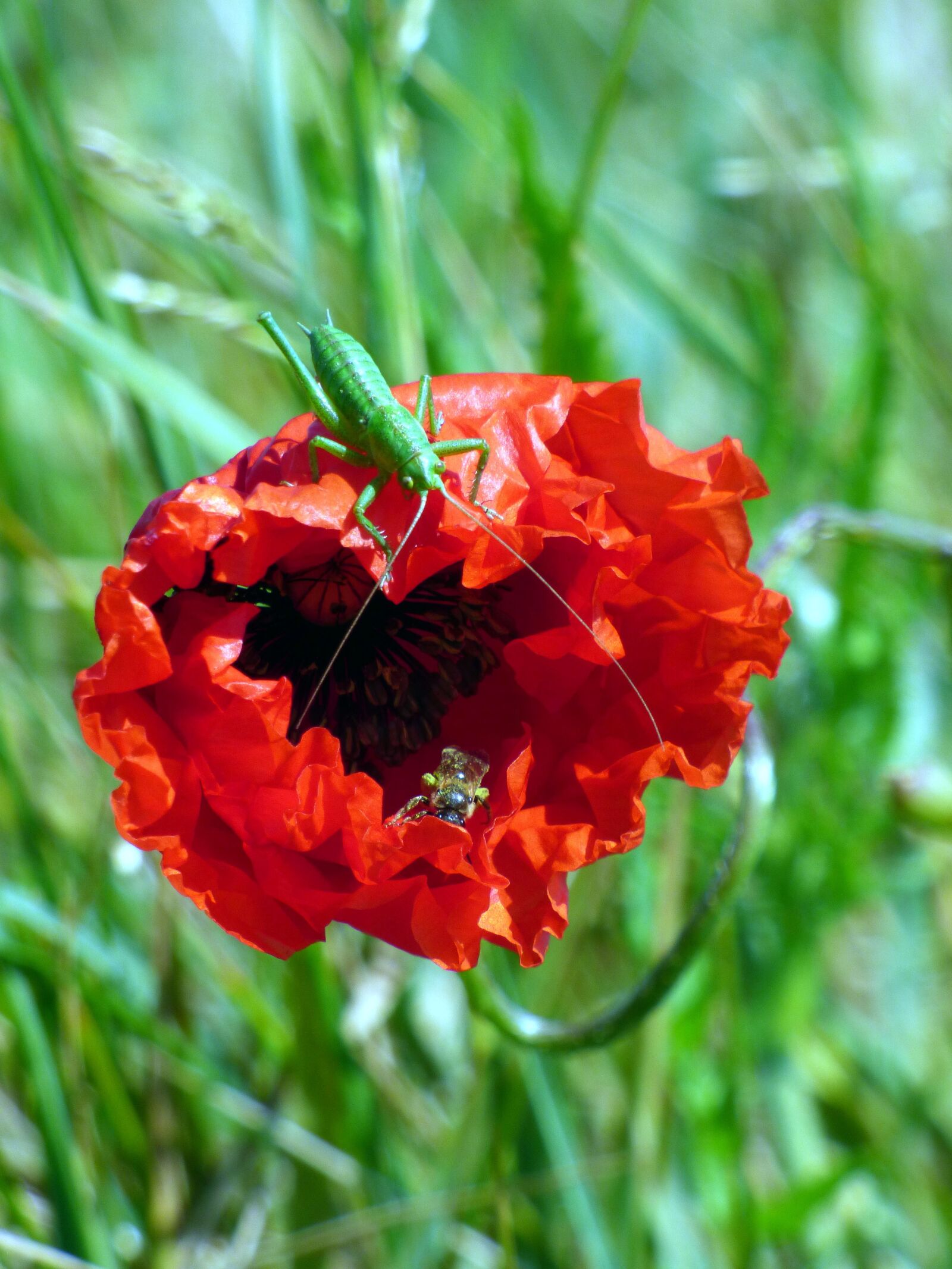 Panasonic DMC-FZ72 sample photo. Poppy, bee, grasshopper photography