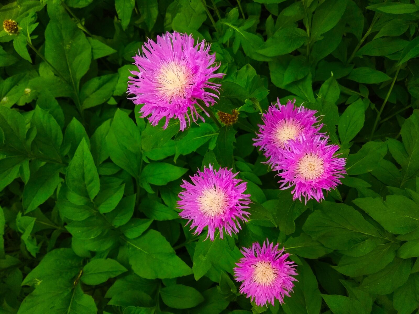 Xiaomi Redmi Note 5A sample photo. Flowers, summer, nature photography