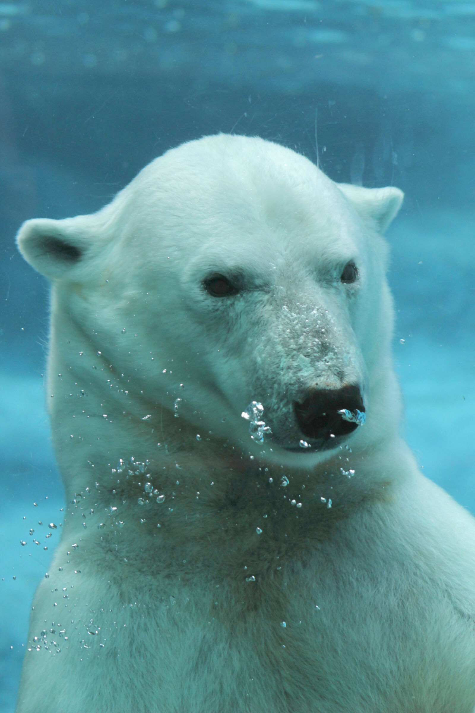 Canon EOS 1100D (EOS Rebel T3 / EOS Kiss X50) + Canon EF 75-300mm f/4-5.6 USM sample photo. Bear, polar, bear photography