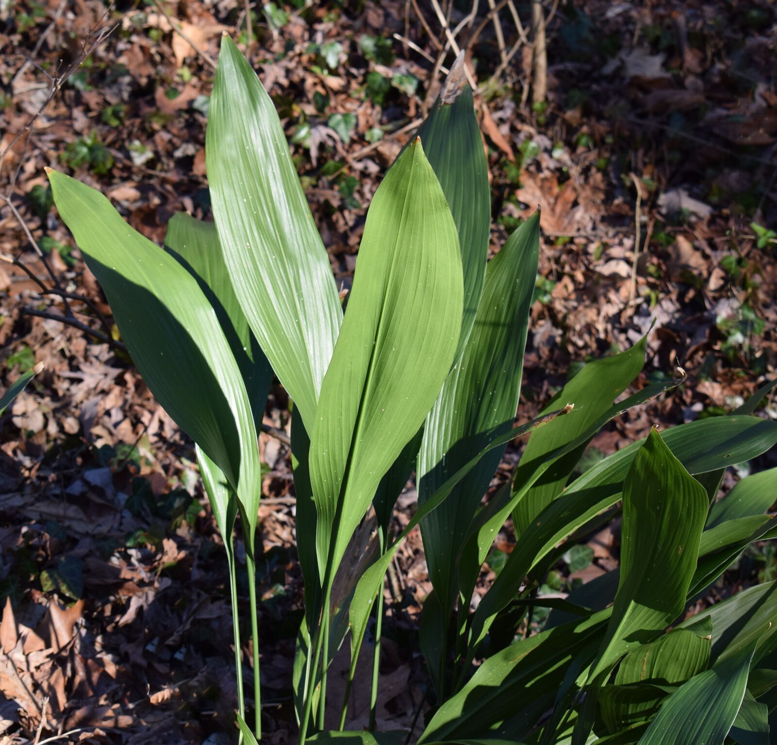 Nikon D3300 sample photo. Cast iron plant, hardy photography