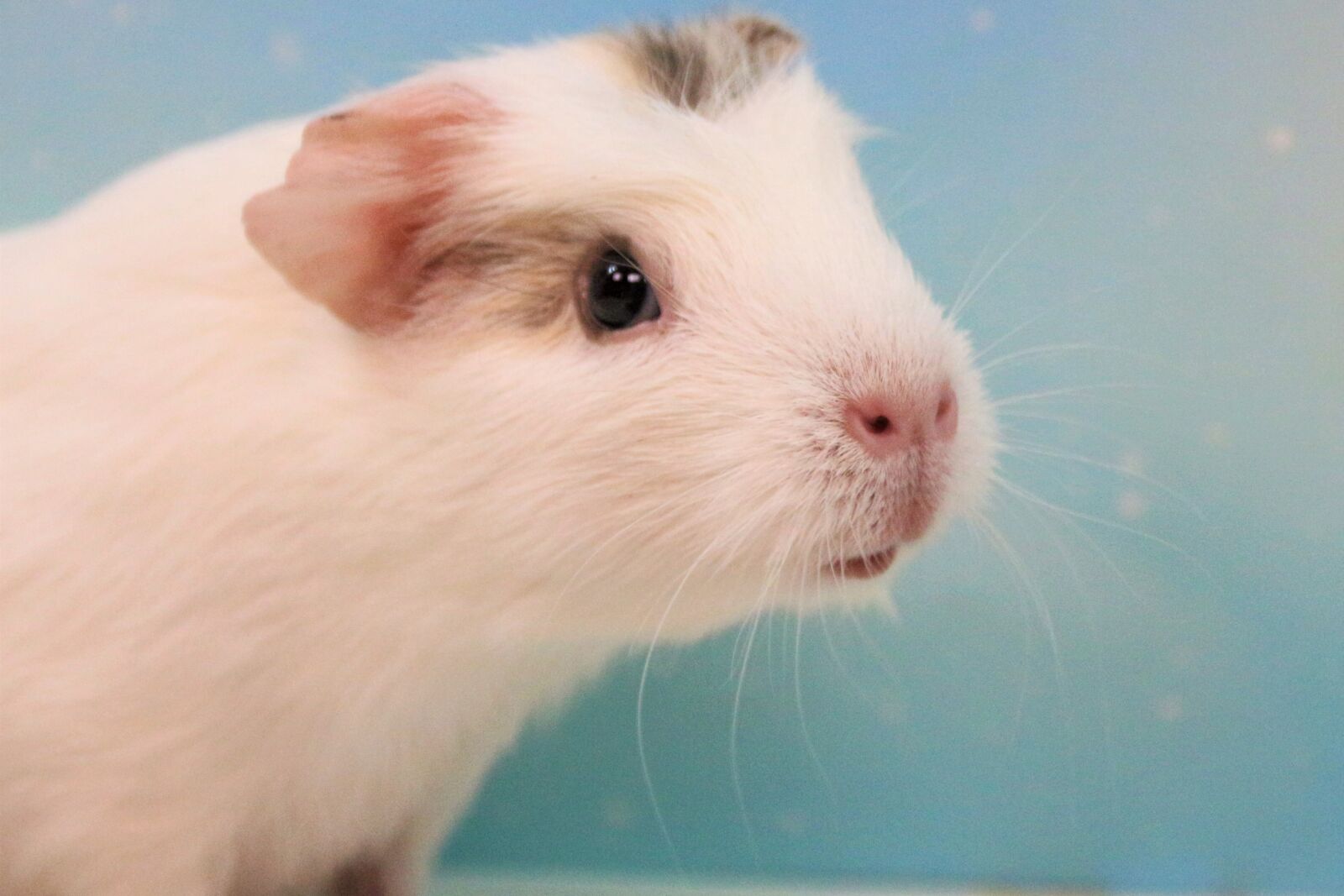 Canon EOS 700D (EOS Rebel T5i / EOS Kiss X7i) sample photo. Guinea pig, sweet, nager photography