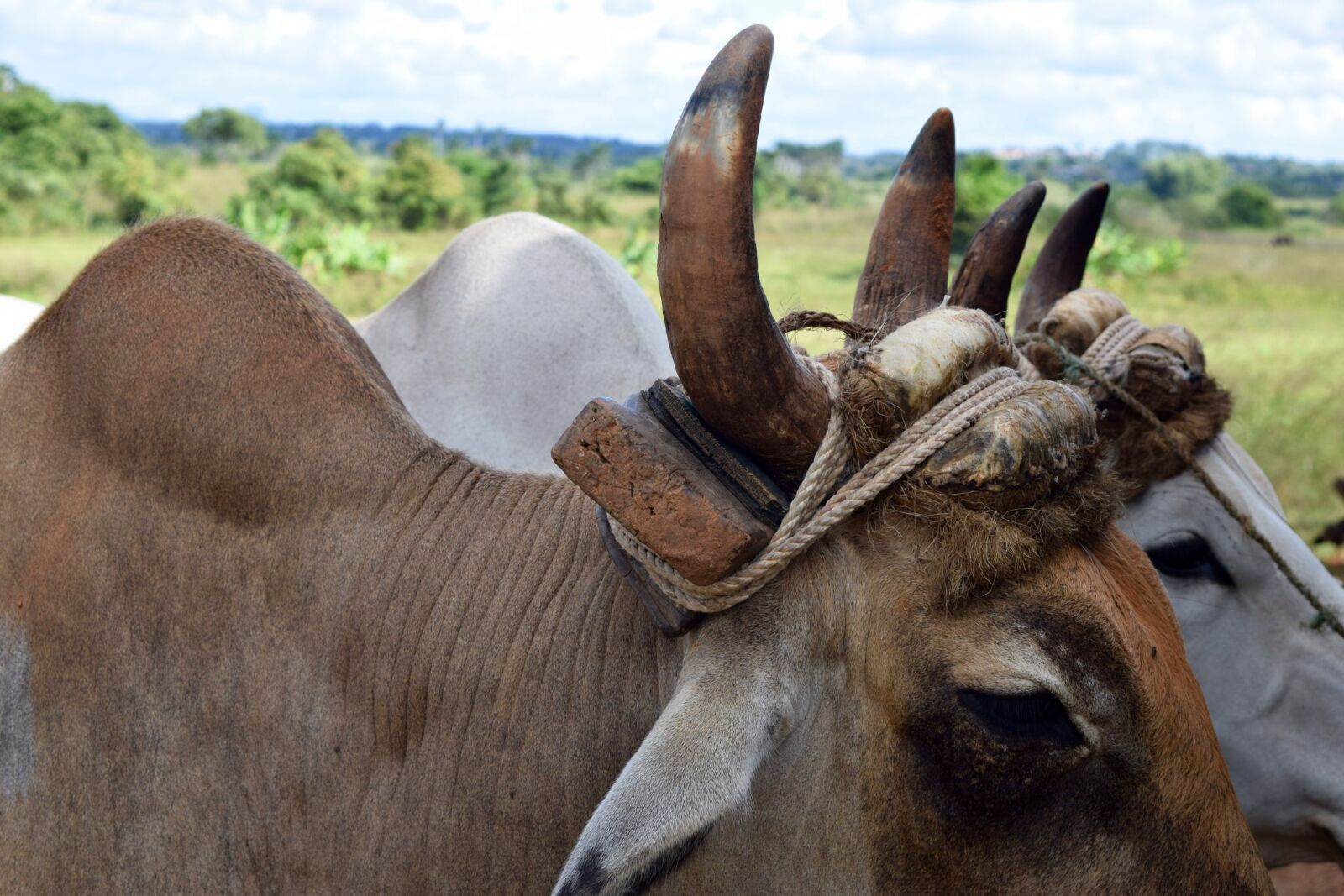 Nikon D3300 sample photo. Cuba, cow, farming photography