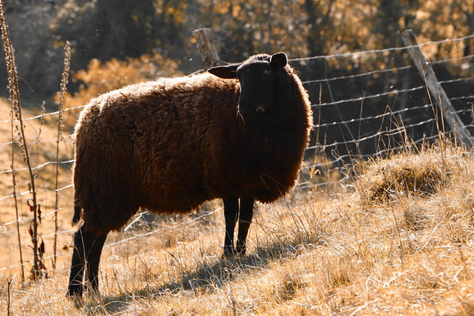 Canon EOS 800D (EOS Rebel T7i / EOS Kiss X9i) sample photo. Sheep, fall, country photography