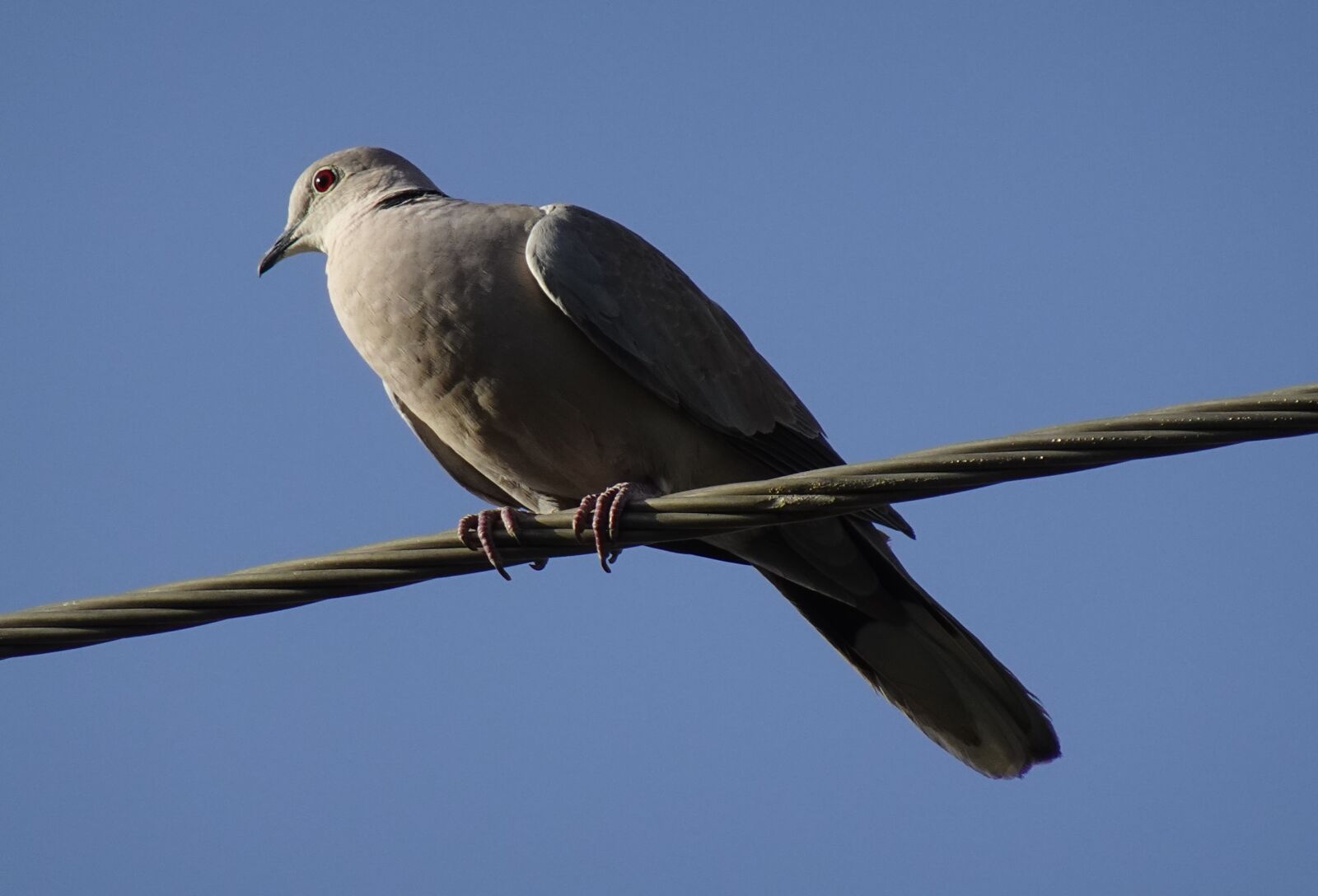 Sony DSC-WX800 sample photo. Bird, dove, eurasian collared photography