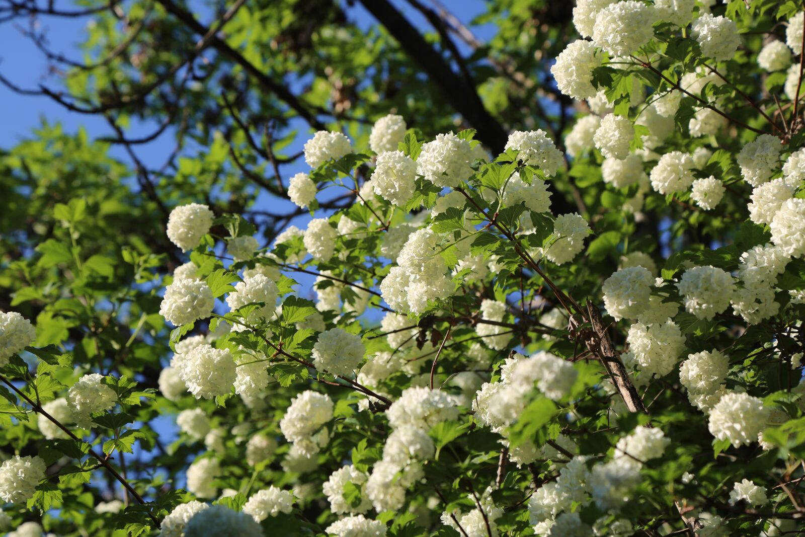Canon EF 24-105mm F4L IS USM sample photo. White rose, rose, tree photography