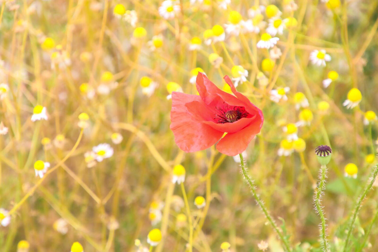 Canon EOS 70D + Tamron 16-300mm F3.5-6.3 Di II VC PZD Macro sample photo. Flower, poppy, poppies photography