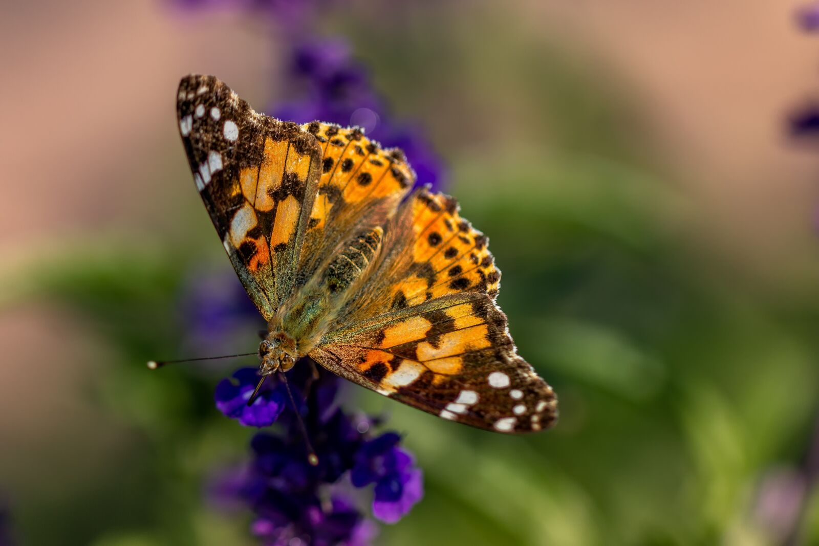 Canon EF 100mm F2.8L Macro IS USM sample photo. Butterfly, peacock, insects photography