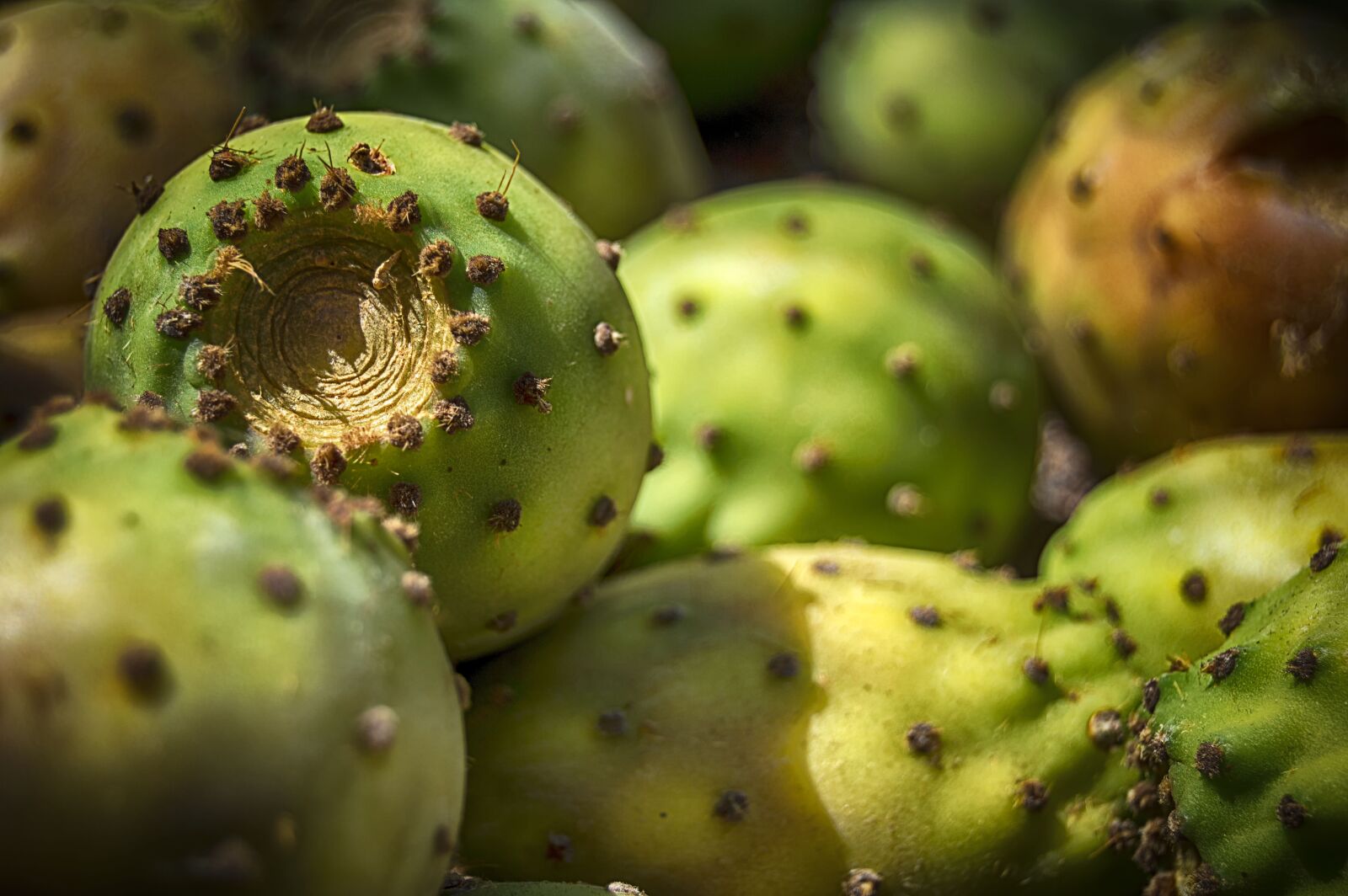 Nikon D3200 sample photo. Prickly pears, prickly pear photography