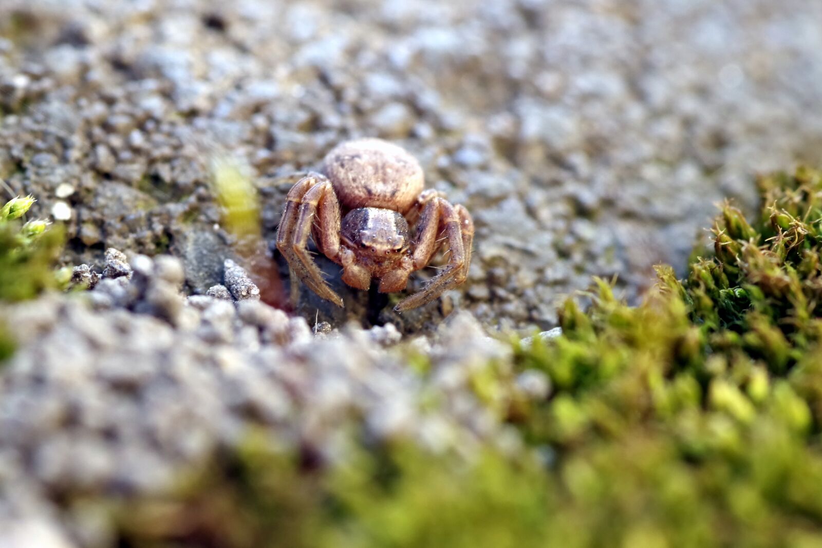 Pentax K-S2 sample photo. Spider, small, tiny photography