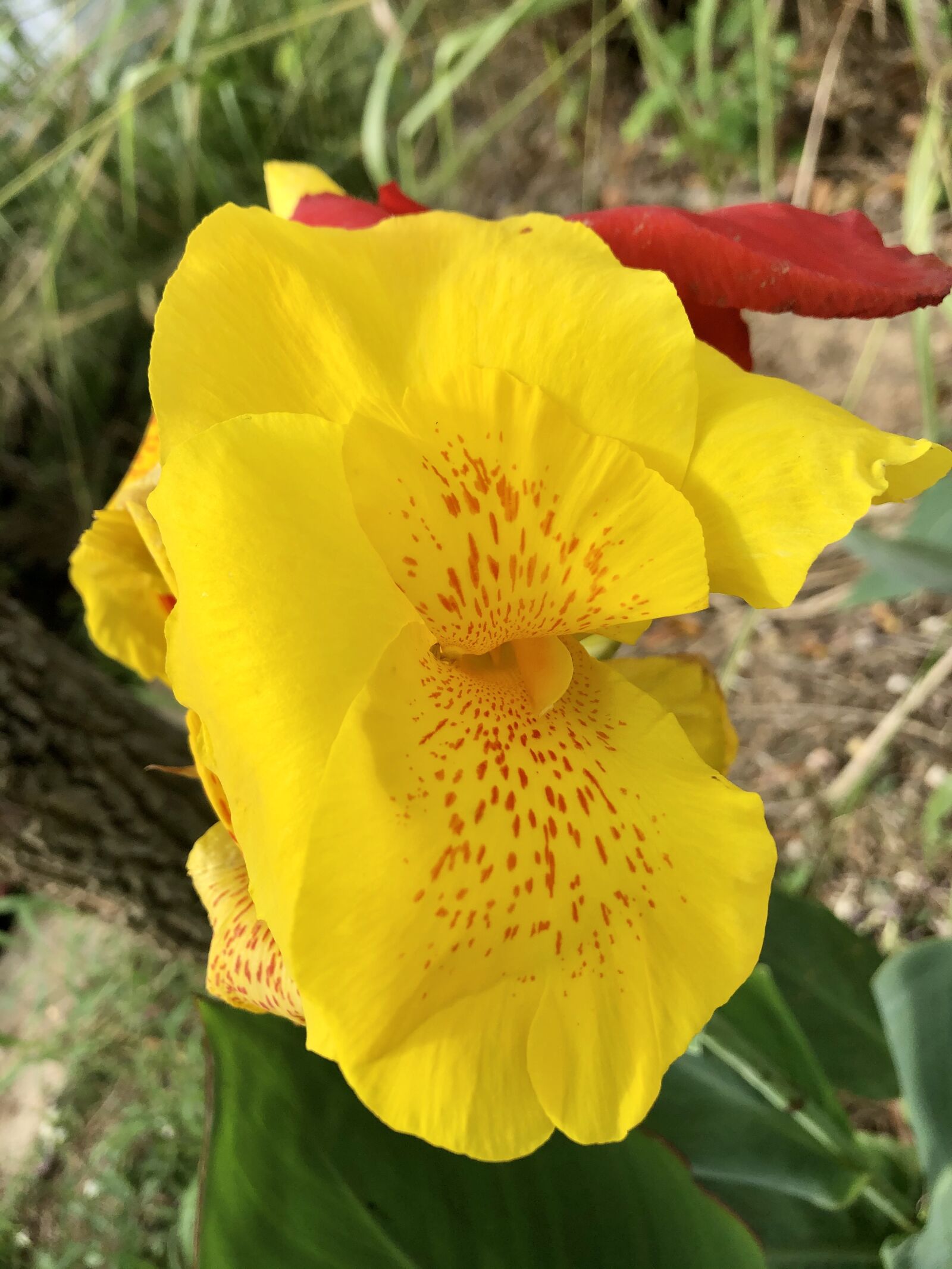 iPhone X back dual camera 4mm f/1.8 sample photo. Flower, yellow, bloom photography