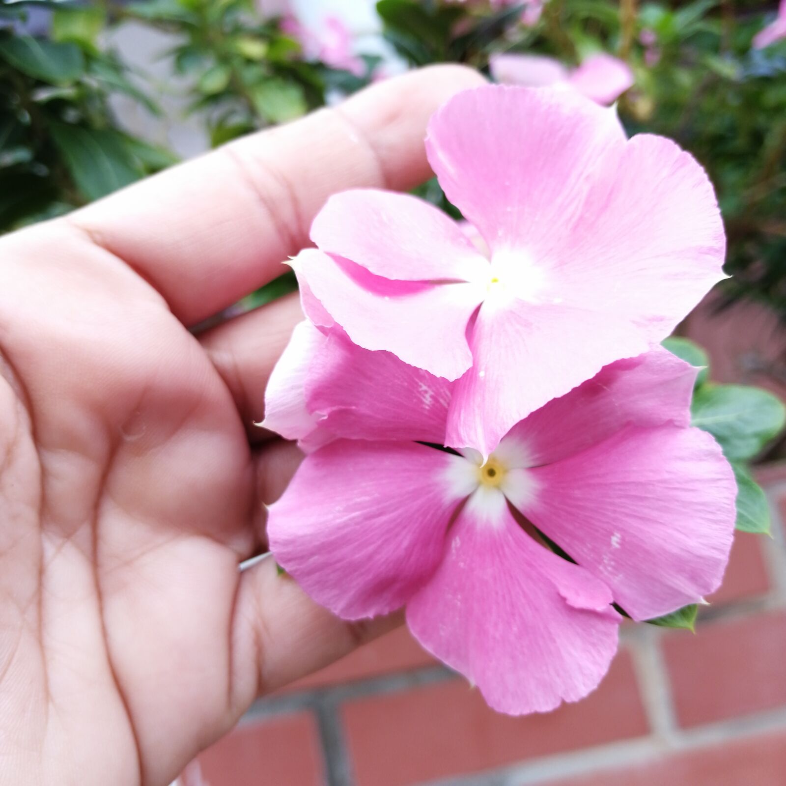 HUAWEI SNE-LX3 sample photo. Very, natural, flowers photography