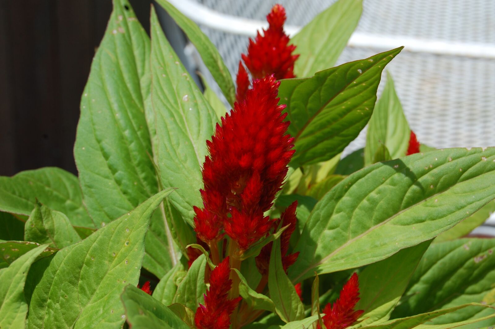 Nikon D40 sample photo. Flower, red, color photography