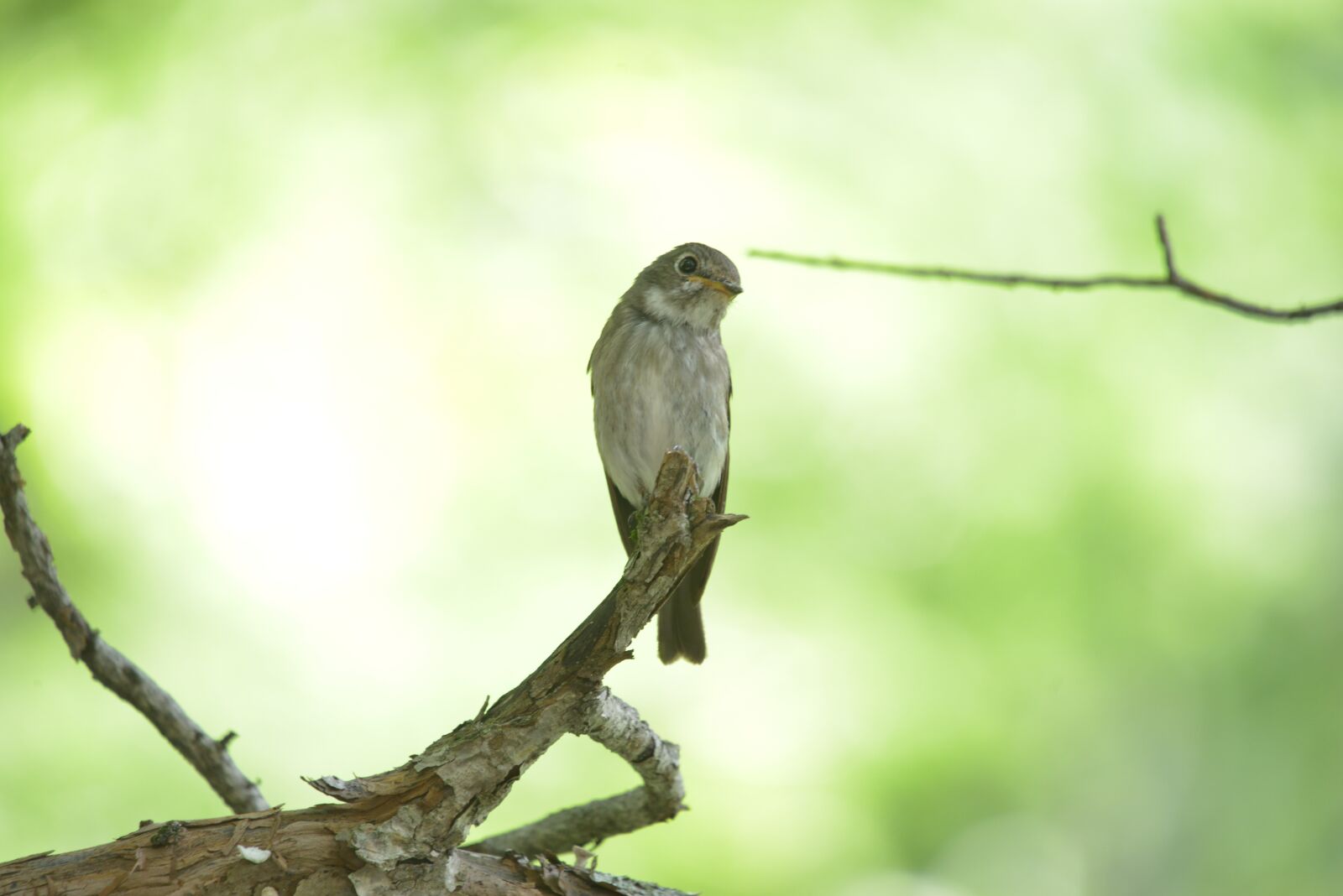 Nikon D800 sample photo. Natural, wild animals, outdoors photography