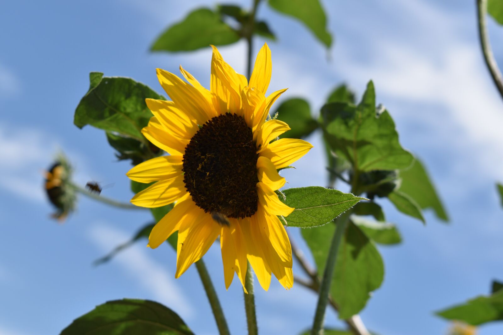 Nikon D3500 sample photo. Sunflower, summer, yellow photography