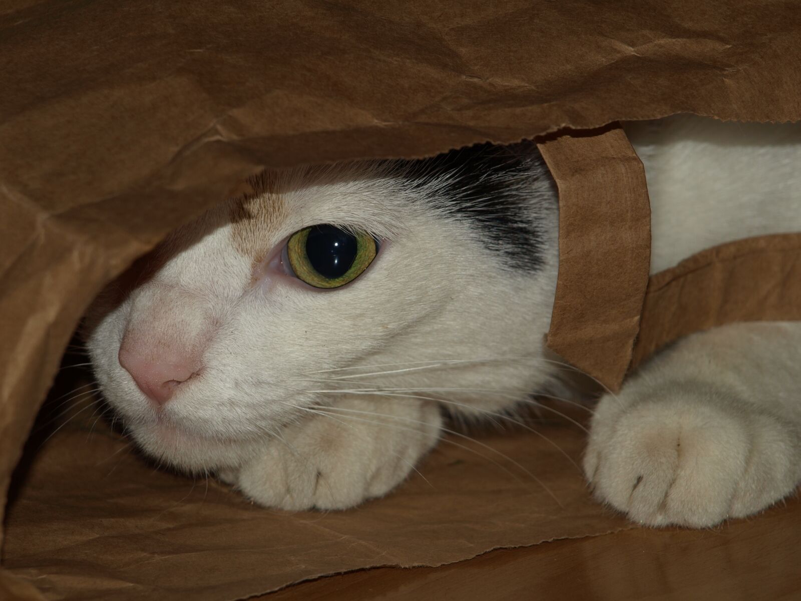 Olympus E-510 (EVOLT E-510) sample photo. Cat, bag, shelter photography