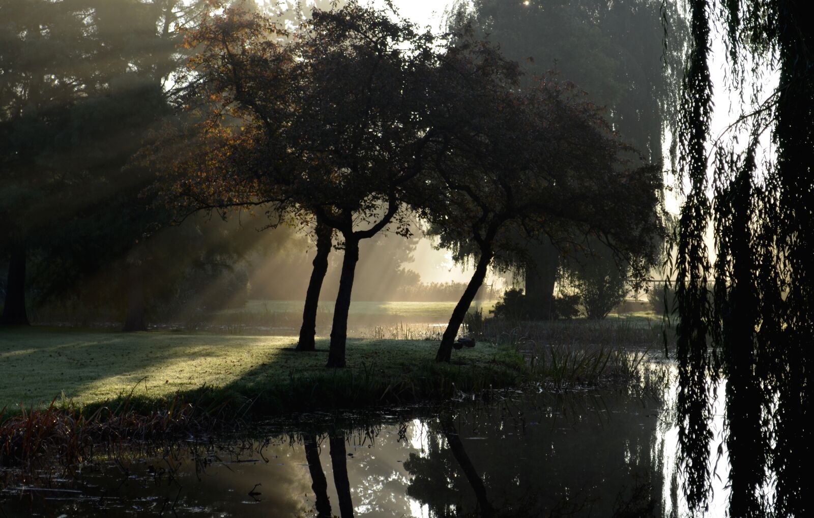 Nikon D5100 sample photo. Wilhelminapark, mist, sun rays photography