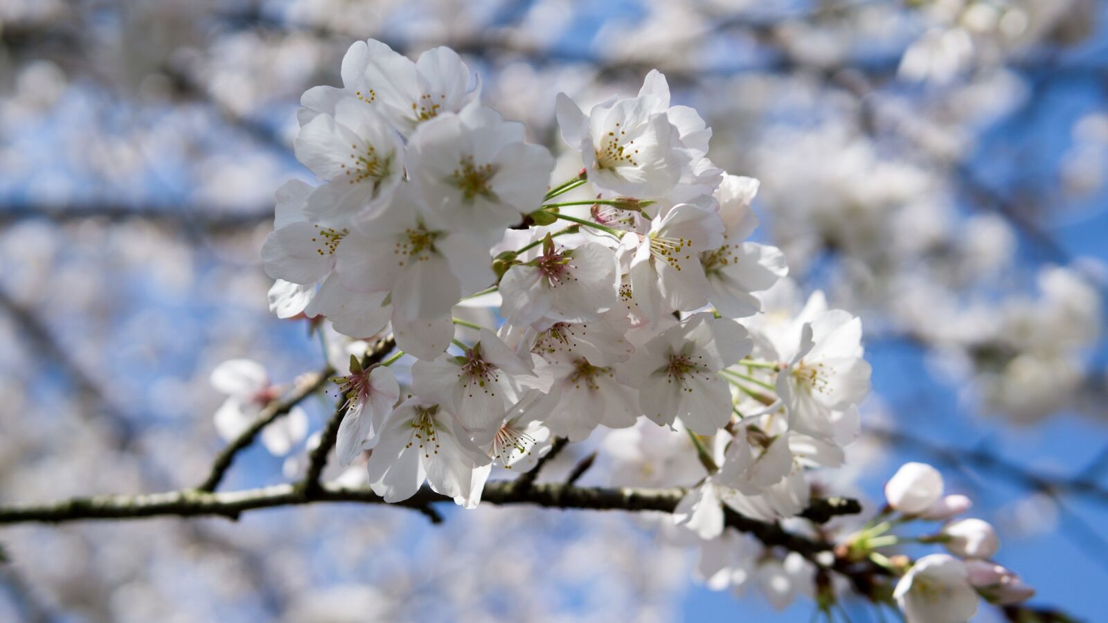 30mm F1.4 DC DN | Contemporary 016 sample photo. Cherry blossom, travel, spring photography
