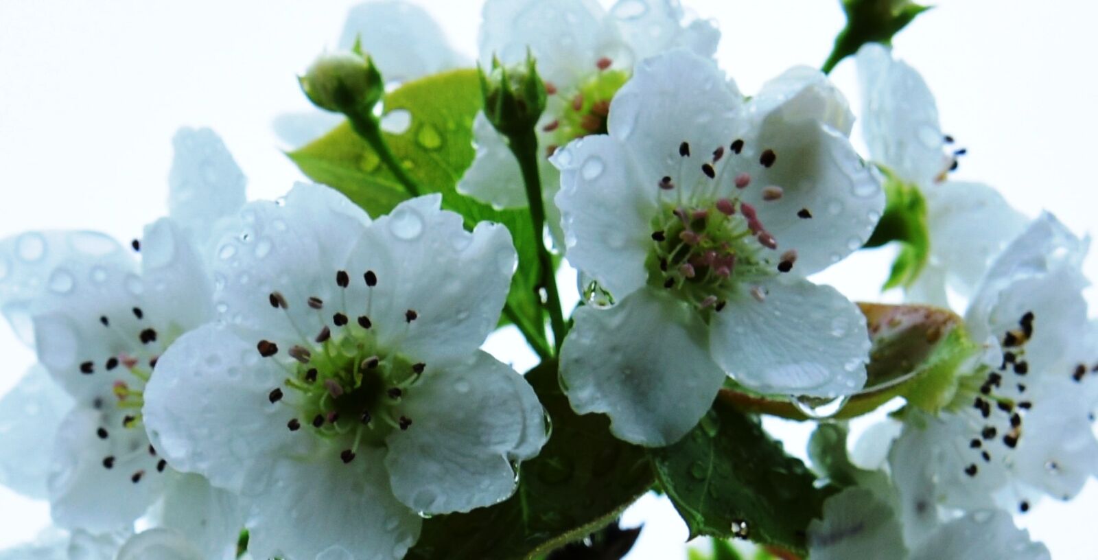 Nikon D810 sample photo. Pear flower, orchard, spring photography