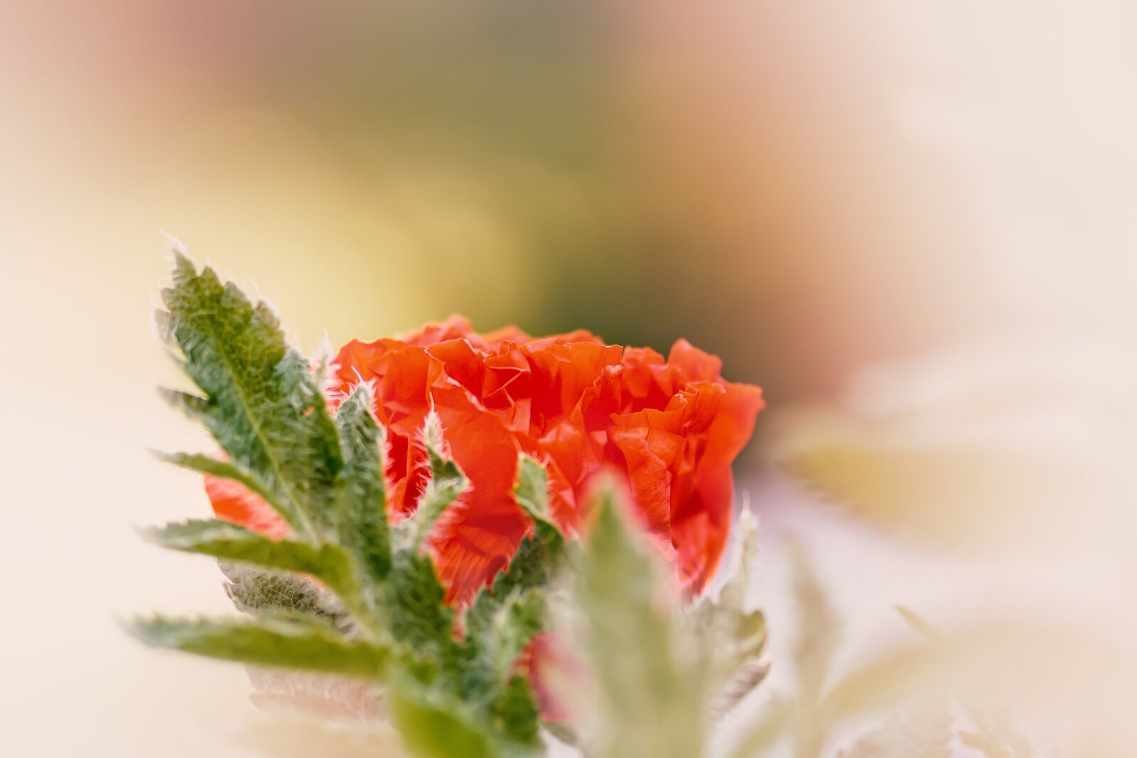 Nikon D7200 sample photo. Poppy, light, postcard photography