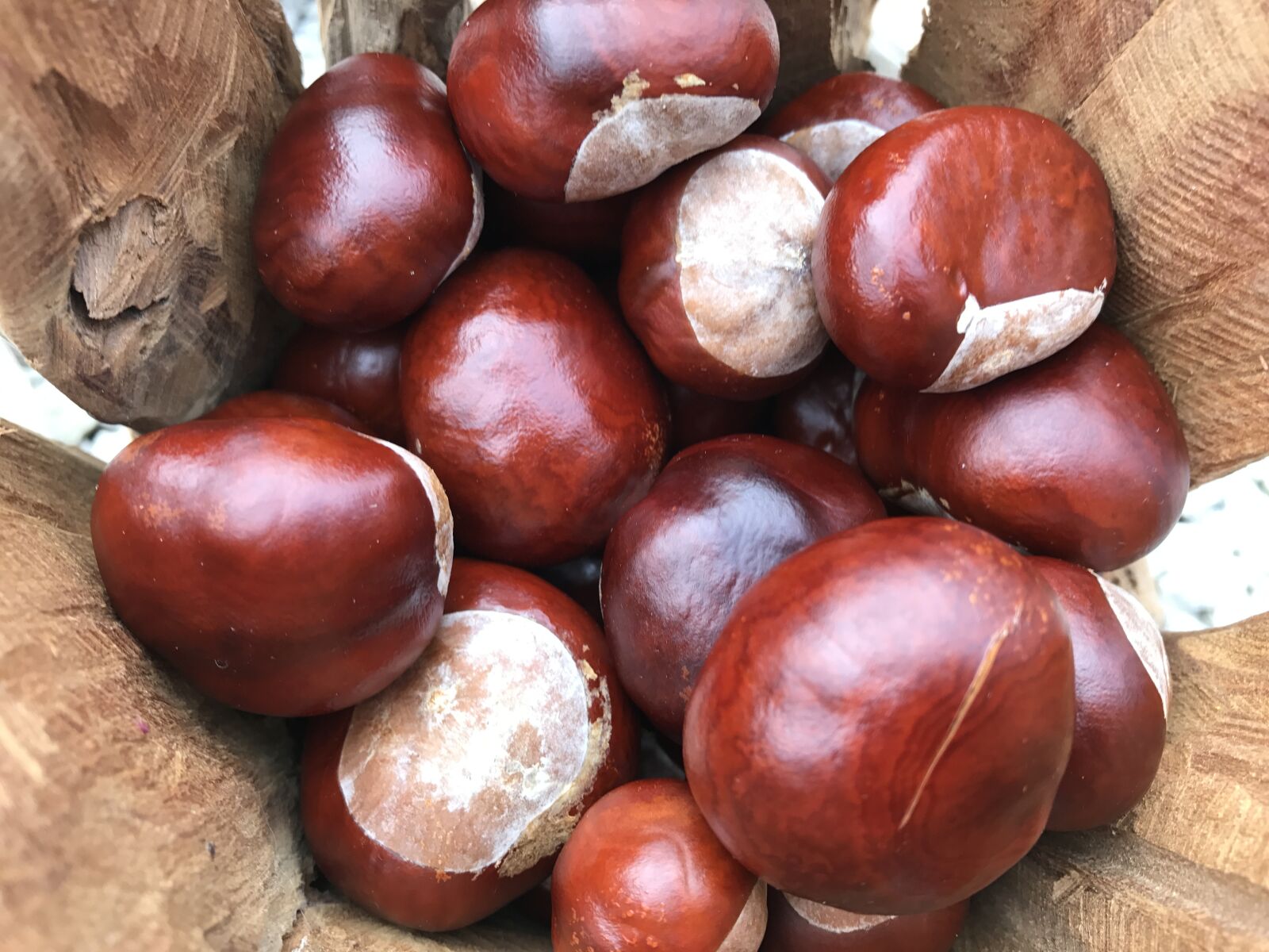Apple iPhone 7 sample photo. Chestnut, collect, autumn photography