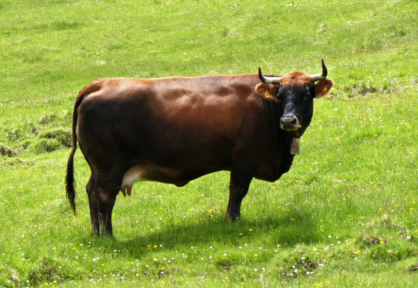 Panasonic DMC-TZ101 sample photo. Cow, beef, cattle photography