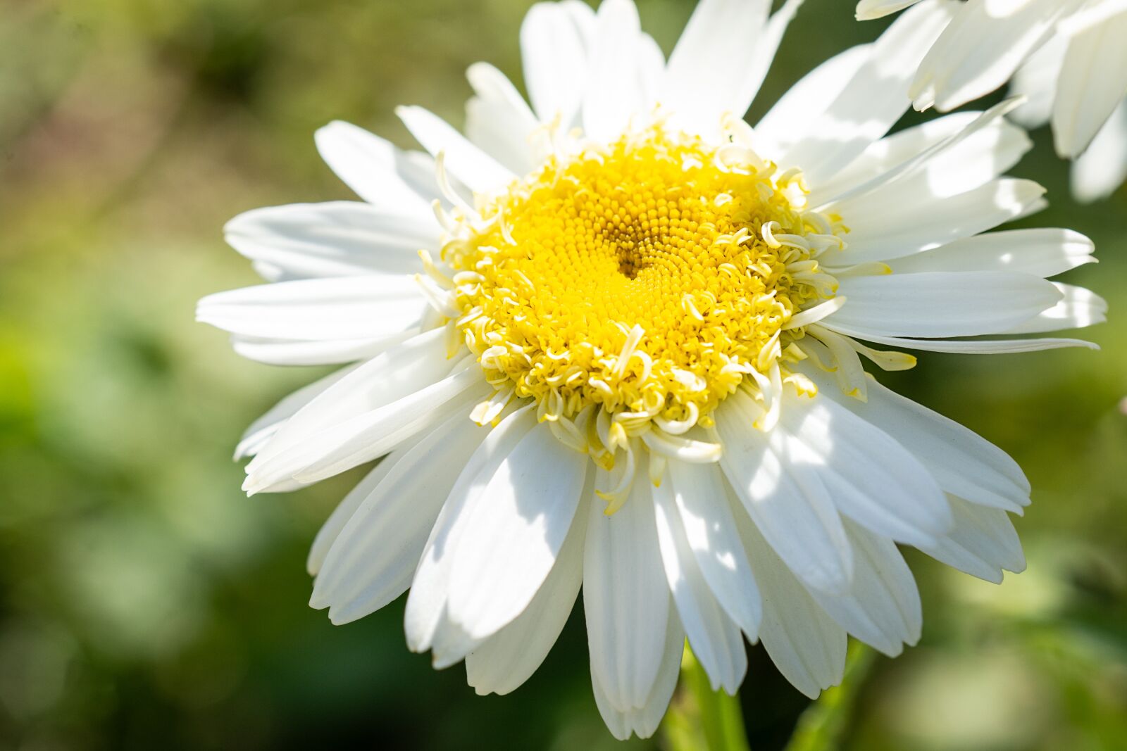 Nikon D7100 sample photo. Marguerite, flower, white photography