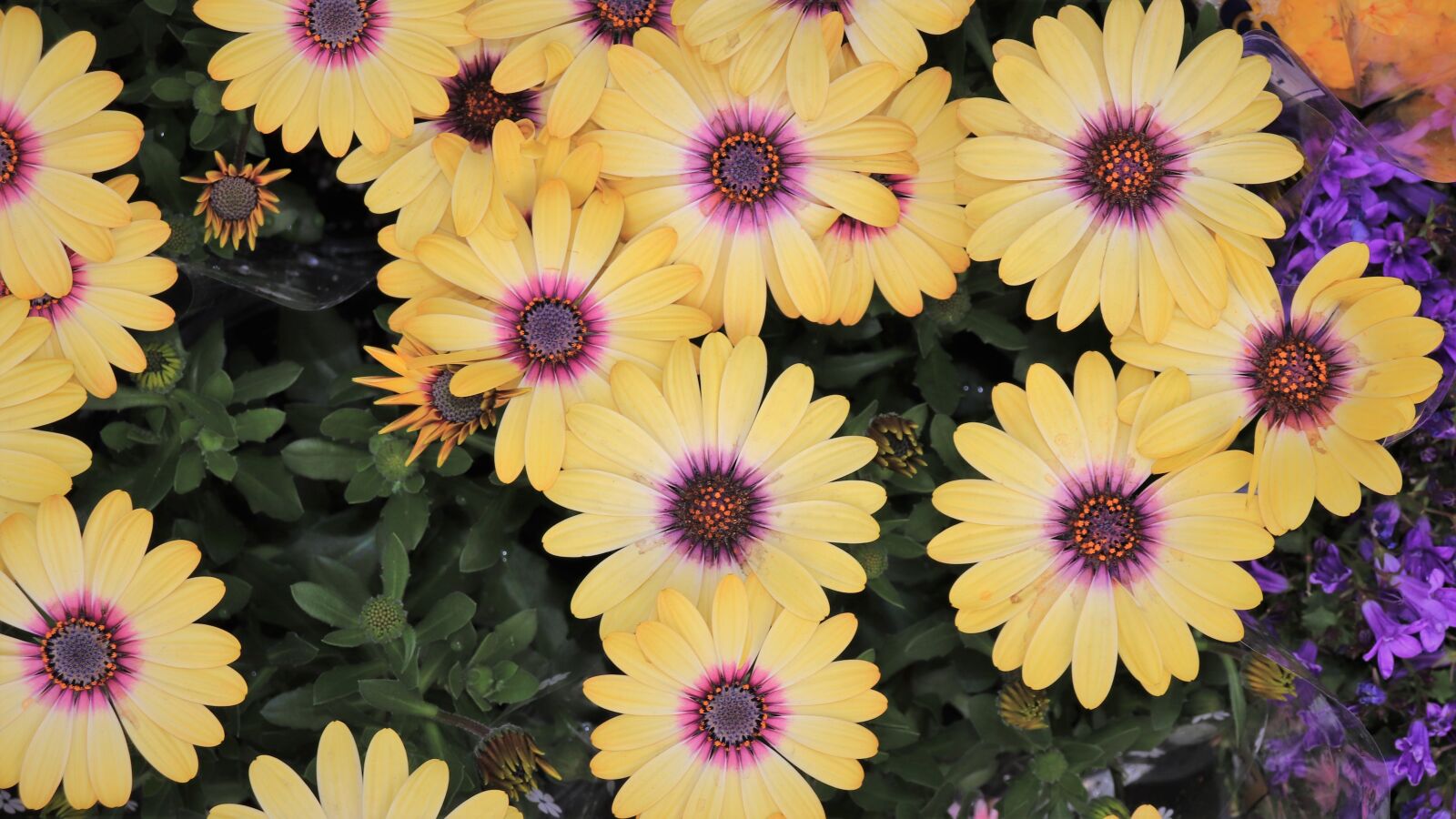 Canon EOS 800D (EOS Rebel T7i / EOS Kiss X9i) sample photo. Chrysanthemum, yellow flower, pattern photography