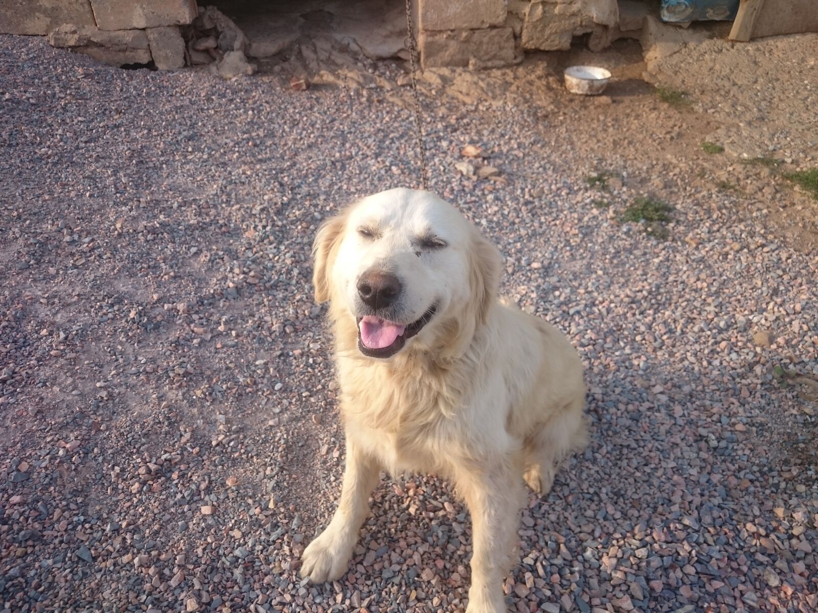 Sony Xperia Z2 sample photo. Dog, white dog, dog photography