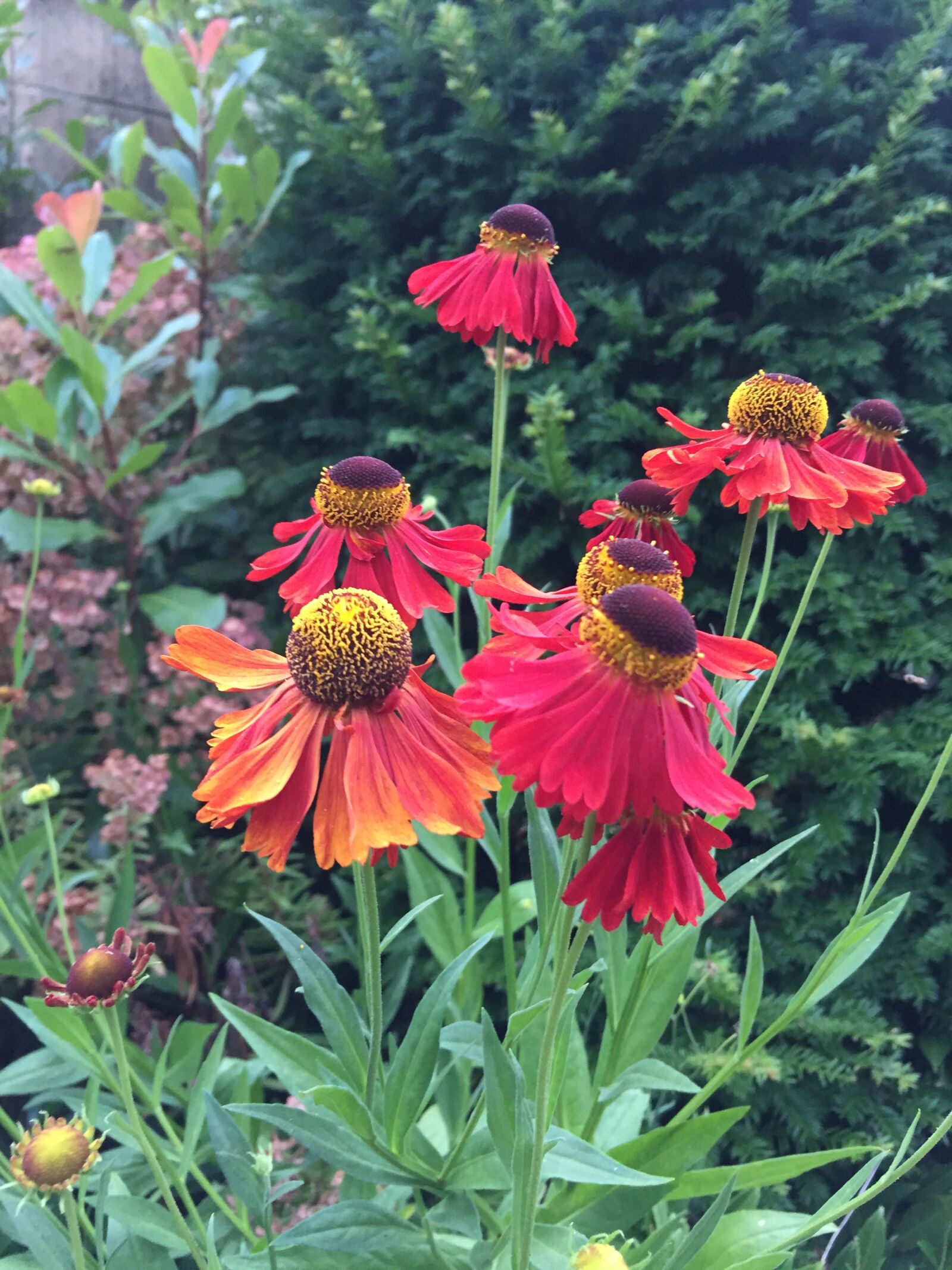 iPhone 6 Plus back camera 4.15mm f/2.2 sample photo. Red, echinacea, flower photography