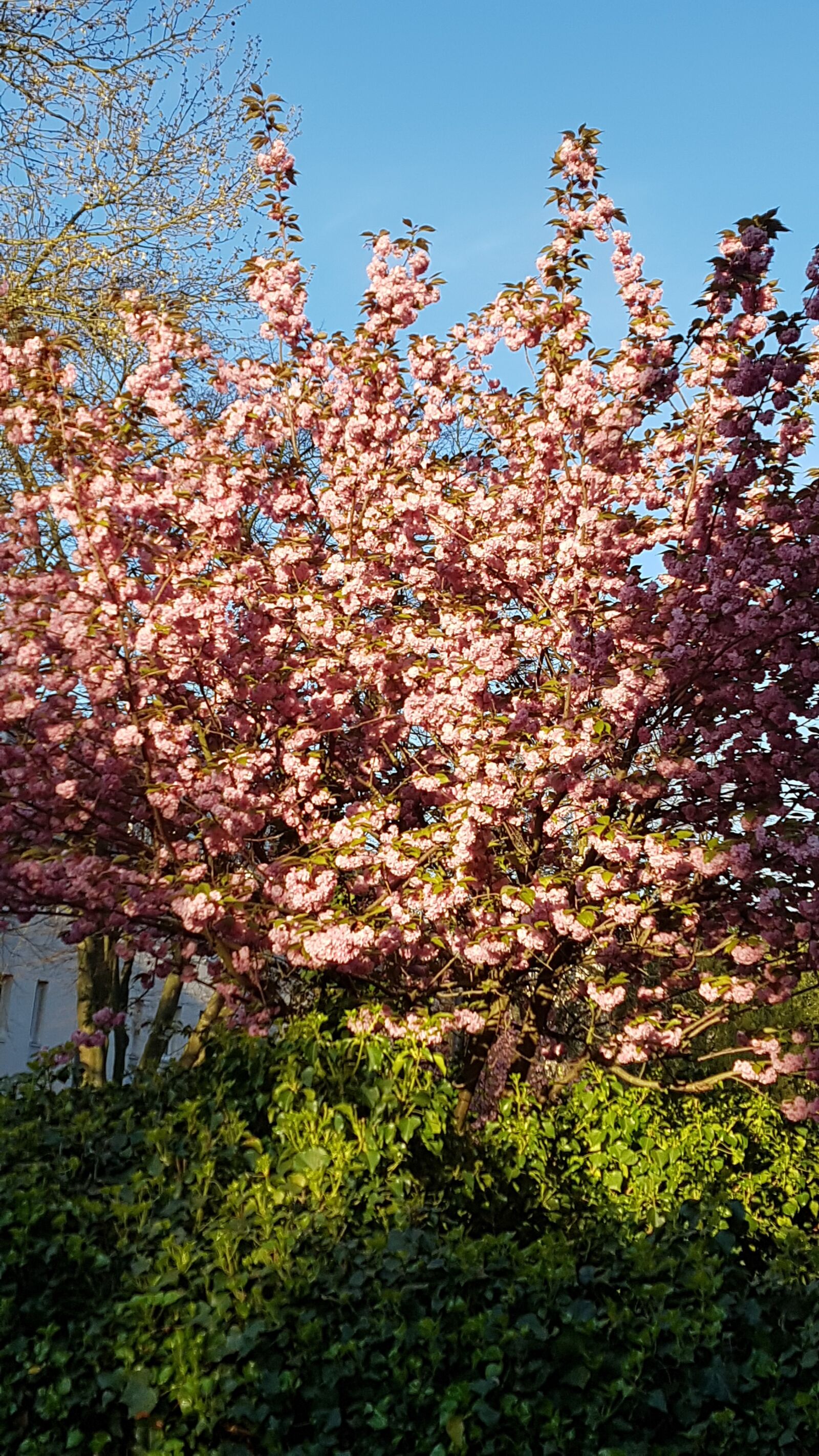 Samsung Galaxy S7 sample photo. Tree, flowers, spring photography