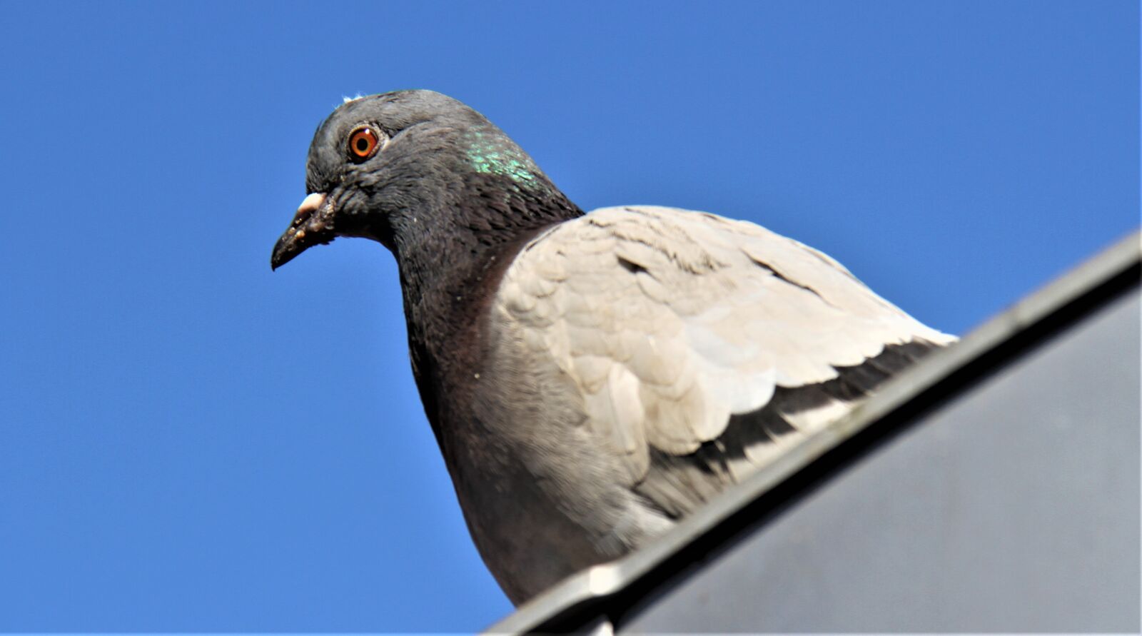 Canon EOS 7D sample photo. Pigeon, bird, wings photography